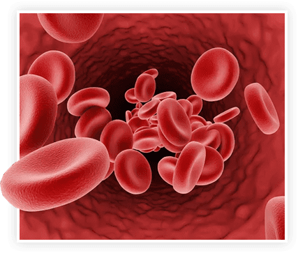 Healthy blood flow — red blood cells in a vessel